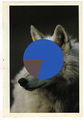 State of the Nation (Arctic Wolf)